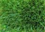 искусственная трава Matrix Deco 50 green